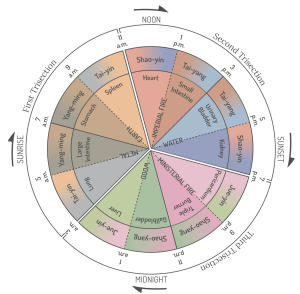 TCM 24-hour organ clock trisection diagram acupuncture